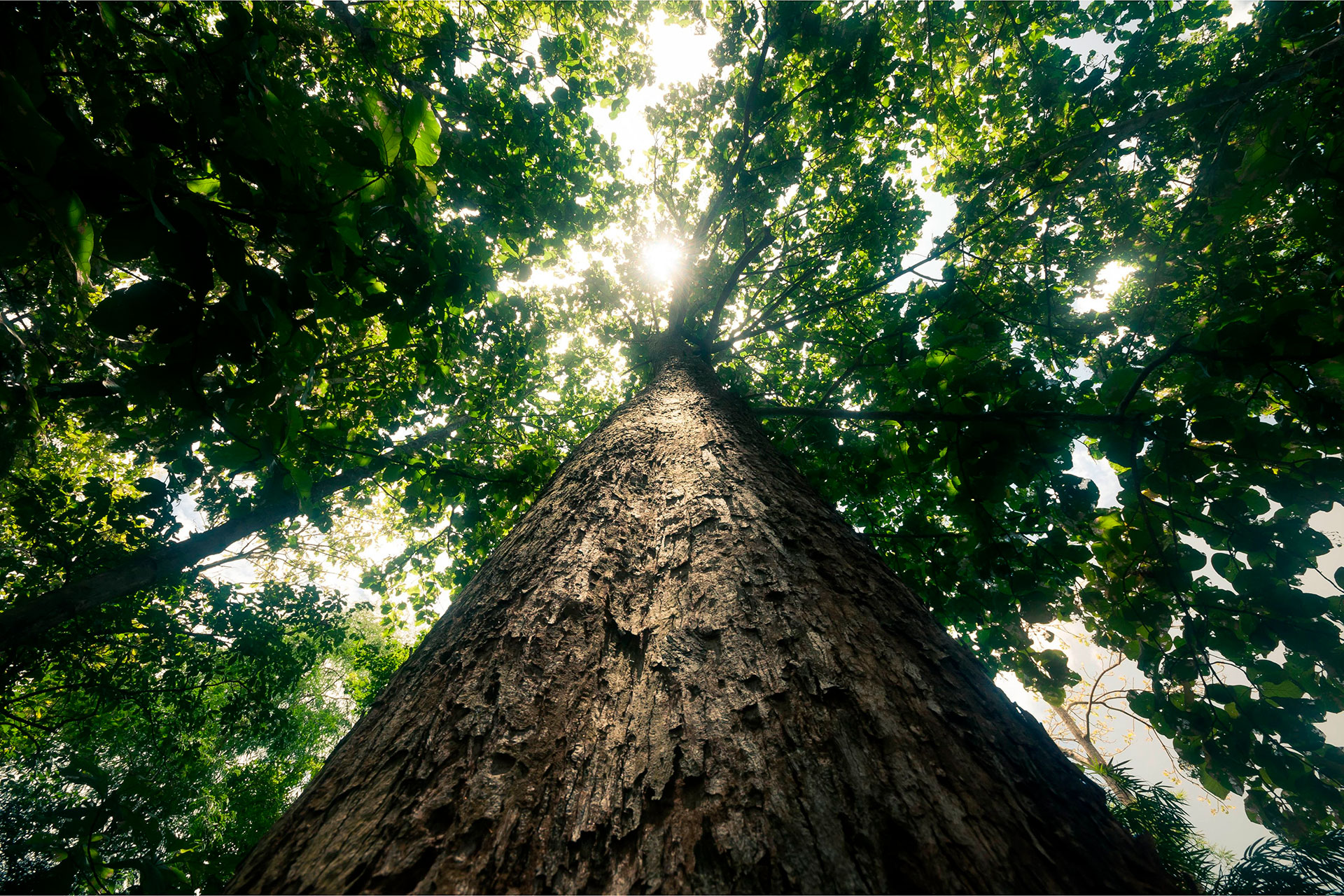 Oak-Tree Oak-Tree